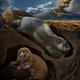 Fossiomanus sinensis (upper right) and Jueconodon cheni bottom left